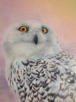 Snowy Owl in the Arctic Lydia Steeves Recorded Video